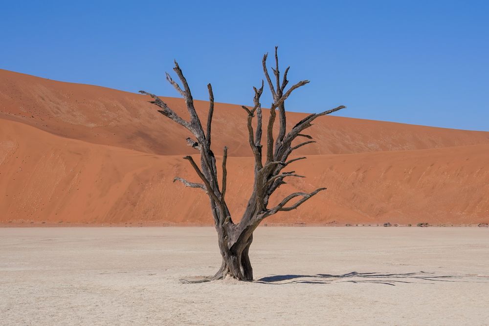 A dead camel thorn tree on white clay in front of a red dune
