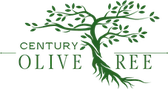 Century Olive Tree
